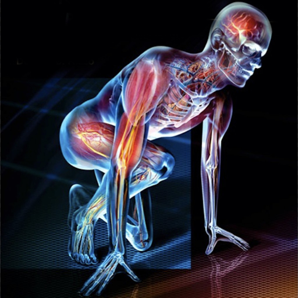 Anatomy 